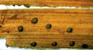 Attēlu rezultāti vaicājumam “Physarum penetrale spores”