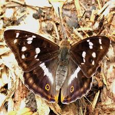 Attēlu rezultāti vaicājumam “Apatura iris female”