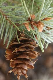 Attēlu rezultāti vaicājumam “Pseudotsuga menziesii var. glauca”