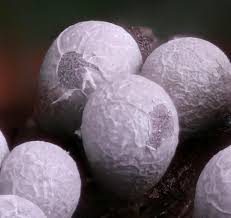 Attēlu rezultāti vaicājumam “Badhamia dubia spores”