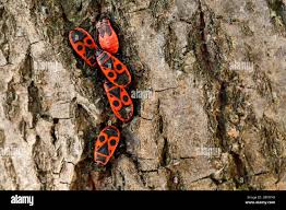 Attēlu rezultāti vaicājumam “Pyrrhocoris apterus nymph”