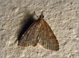 Attēlu rezultāti vaicājumam “Udea prunalis”