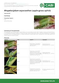 Attēlu rezultāti vaicājumam “Rhopalosiphum oxyacanthae”