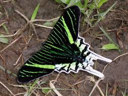 Attēlu rezultāti vaicājumam “Lasiocampidae”