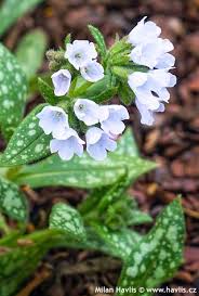 Image result for Pulmonaria officinalis