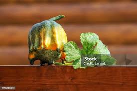 Attēlu rezultāti vaicājumam “Cucurbita pepo leaf”