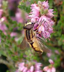 Attēlu rezultāti vaicājumam “Helophilus hybridus”