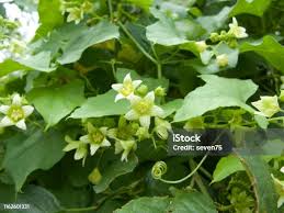 Attēlu rezultāti vaicājumam “Bryonia alba leaf”