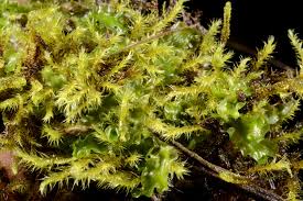 Attēlu rezultāti vaicājumam “Moerckia hibernica”