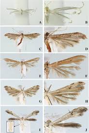 Attēlu rezultāti vaicājumam “Adaina microdactyla”