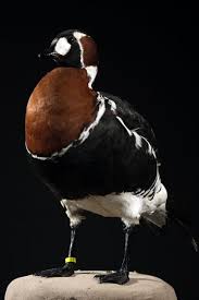 Image result for Branta ruficollis