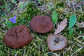 Attēlu rezultāti vaicājumam “Discina perlata”