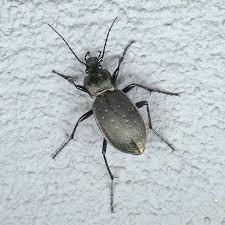 Attēlu rezultāti vaicājumam “Carabus hortensis”