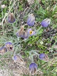 Attēlu rezultāti vaicājumam “Pulsatilla patens fruit”