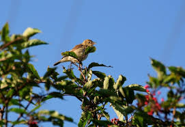 Image result for Hippolais caligata