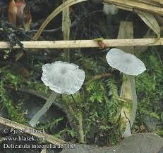 Attēlu rezultāti vaicājumam “Delicatula integrella”