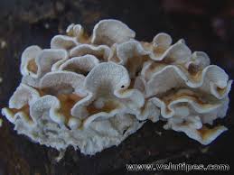 Attēlu rezultāti vaicājumam “Plicatura nivea”