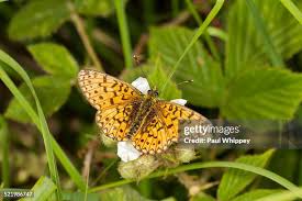 Image result for Rubus sectio