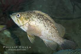 Image result for Sebastes