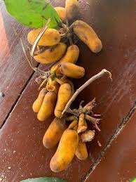 Attēlu rezultāti vaicājumam “Poa angustifolia fruit”