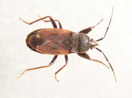 Attēlu rezultāti vaicājumam “Eremocoris plebejus”