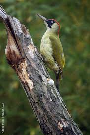 Attēlu rezultāti vaicājumam “Picus viridis”