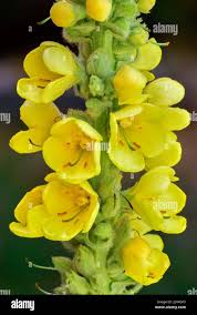 Attēlu rezultāti vaicājumam “Verbascum thapsus bud”