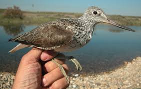 Attēlu rezultāti vaicājumam “Tringa nebularia adult”