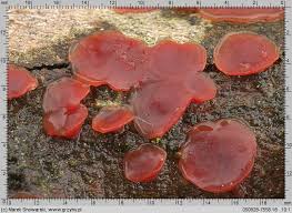 Attēlu rezultāti vaicājumam “Cytidia salicina”