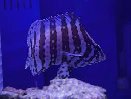 Image result for Dermatolepis inermis