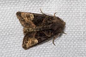 Attēlu rezultāti vaicājumam “Euplexia lucipara”