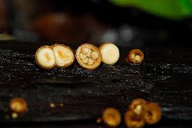 Attēlu rezultāti vaicājumam “Crucibulum laeve”