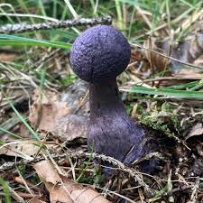 Attēlu rezultāti vaicājumam “Cortinarius violaceus”
