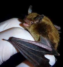 Attēlu rezultāti vaicājumam “Myotis sp.”