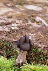 Attēlu rezultāti vaicājumam “Helvella lacunosa”