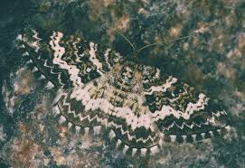 Attēlu rezultāti vaicājumam “Epirhoe tristata”