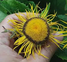 Image result for Telekia speciosa