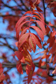 Attēlu rezultāti vaicājumam “Sorbus aucuparia leaf”