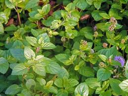 Attēlu rezultāti vaicājumam “Mentha aquatica”