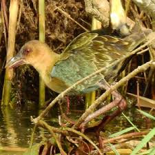 Image result for Porphyrio alleni