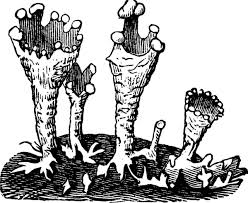 Attēlu rezultāti vaicājumam “Cladonia pyxidata”