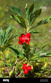 Attēlu rezultāti vaicājumam “Daphne mezereum fruit”