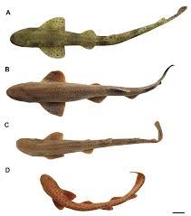 Image result for Scyliorhinus canicula