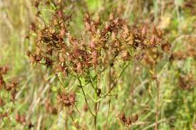 Attēlu rezultāti vaicājumam “Hypericum perforatum fruit”