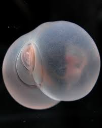 Attēlu rezultāti vaicājumam “Chaetophora pisiformis”