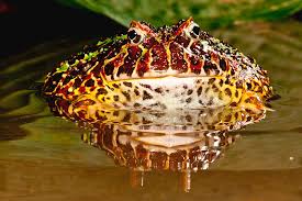 Image result for Ceratophrys ornata