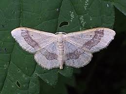Attēlu rezultāti vaicājumam “Idaea sylvestraria”
