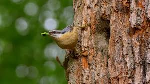 Attēlu rezultāti vaicājumam “Sitta europaea nest”