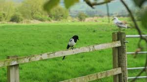 Attēlu rezultāti vaicājumam “Pica pica adult”