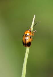 Attēlu rezultāti vaicājumam “Cryptocephalus pusillus”